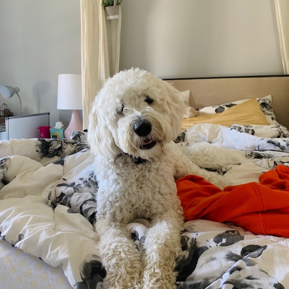 Meet your Posher, Sydney